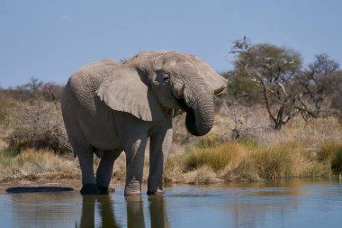 Afrika fili (Loxodonta africana) grubu, Namibya 'daki Etosha Ulusal Parkı' nın sınırındaki Onguma Doğa Koruma Alanı 'ndaki bir su birikintisinde içiyorlar..