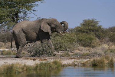Afrika fili (Loxodonta africana) grubu, Namibya 'daki Etosha Ulusal Parkı' nın sınırındaki Onguma Doğa Koruma Alanı 'ndaki bir su birikintisinde içiyorlar..