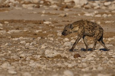 Spotted Hyaena (Crocuta crocuta) at a waterhole in Etosha National Park, Namibia