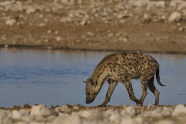 Spotted Hyaena (Crocuta crocuta) at a waterhole in Etosha National Park, Namibia