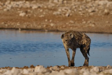 Spotted Hyaena (Crocuta crocuta) at a waterhole in Etosha National Park, Namibia