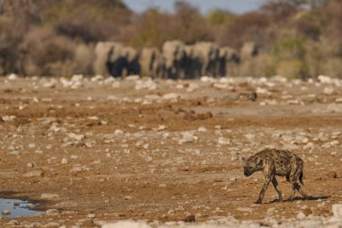 Spotted Hyaena (Crocuta crocuta) at a waterhole in Etosha National Park, Namibia