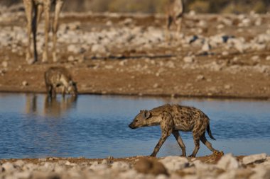 Spotted Hyaena (Crocuta crocuta) at a waterhole in Etosha National Park, Namibia