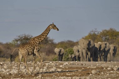 Afrika fili sürüsü (Loxodonta africana) Namibya 'daki Etosha Ulusal Parkı' nda bir su birikintisine yaklaşıyor. Zürafa (Zürafa camelopardalis) ön planda.