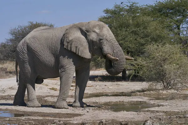 Afrika fili (Loxodonta africana) grubu, Namibya 'daki Etosha Ulusal Parkı' nın sınırındaki Onguma Doğa Koruma Alanı 'ndaki bir su birikintisinde içiyorlar..