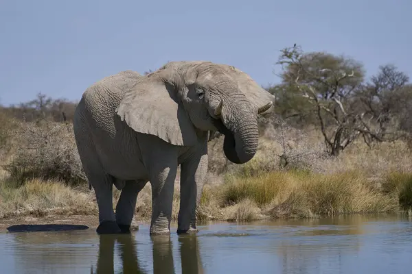 Afrika fili (Loxodonta africana) grubu, Namibya 'daki Etosha Ulusal Parkı' nın sınırındaki Onguma Doğa Koruma Alanı 'ndaki bir su birikintisinde içiyorlar..