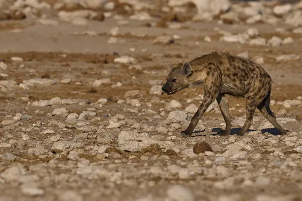 Spotted Hyaena (Crocuta crocuta) at a waterhole in Etosha National Park, Namibia