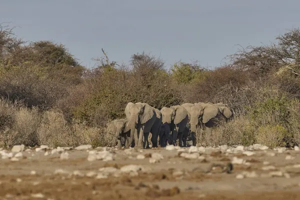 Afrika fili sürüsü (Loxodonta africana) Namibya 'daki Etosha Ulusal Parkı' nda bir su birikintisine yaklaşıyor.