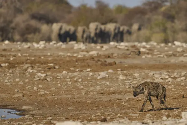 Spotted Hyaena (Crocuta crocuta) at a waterhole in Etosha National Park, Namibia