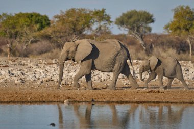 Afrika fili sürüsü (Loxodonta africana) Namibya 'daki Etosha Ulusal Parkı' nda bir su birikintisine yaklaşıyor.