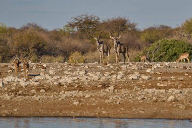 Büyük Kudu (Tragelaphus strepsiceros) Etosha Ulusal Parkı, Namibya 'da bir su birikintisinde