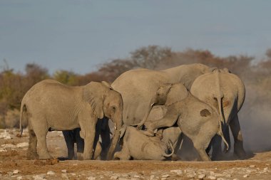 Afrika fili sürüsü (Loxodonta africana), Namibya 'daki Etosha Ulusal Parkı' ndaki bir su birikintisinde içtikten sonra toz banyosu yapar.