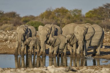 Afrika fili sürüsü (Loxodonta africana) Namibya 'daki Etosha Ulusal Parkı' ndaki bir su birikintisinde içiyor..