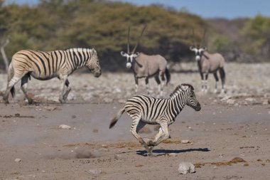 Burchell 'in zebrası (Equus quagga burchellii) Etosha Ulusal Parkı, Namibya' da bir su birikintisinde