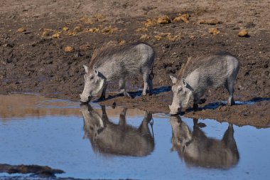 Yaban domuzu (Phacochoerus aethiopicus) Etosha Ulusal Parkı, Namibya 'da bir su birikintisinde.