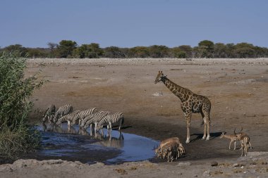 Burchell 'in zebrası (Equus quagga burchellii) ve zürafası Namibya' daki Etosha Ulusal Parkı 'ndaki bir su birikintisinde içiyorlar.