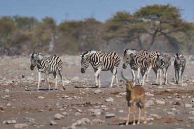 Burchell 'in zebrası (Equus quagga burchellii) Etosha Ulusal Parkı, Namibya' da bir su birikintisinde