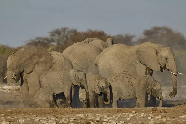 stock image Herd of african elephant (Loxodonta africana) have a dust bath after drinking at a nearby waterhole in Etosha National Park in Namibia