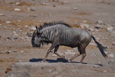 Blue Wildebeest (Connochaetes taurinus) approaching a waterhole in Etosha National Park, Namibia.