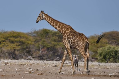 Zürafa (Giraffa camelopardalis) Etosha Ulusal Parkı, Namibya 'da bir su birikintisinde