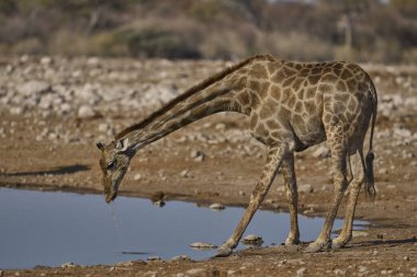 Zürafa (Giraffa camelopardalis), Namibya 'daki Etosha Ulusal Parkı' ndaki bir su birikintisinde içki içiyor.                               