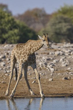 Zürafa (Giraffa camelopardalis), Namibya 'daki Etosha Ulusal Parkı' ndaki bir su birikintisinde içki içiyor.                               