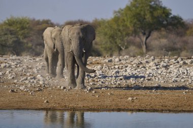 Boğa Afrika fili (Loxodonta africana) Namibya 'daki Etosha Ulusal Parkı' nda bir su birikintisine yaklaşıyor.