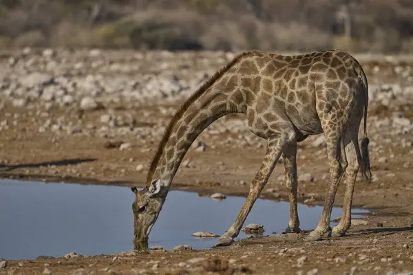 Zürafa (Giraffa camelopardalis), Namibya 'daki Etosha Ulusal Parkı' ndaki bir su birikintisinde içki içiyor.                               