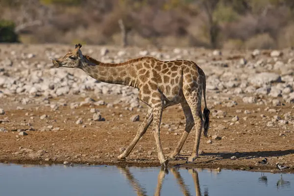 Zürafa (Giraffa camelopardalis), Namibya 'daki Etosha Ulusal Parkı' ndaki bir su birikintisinde içki içiyor.                               