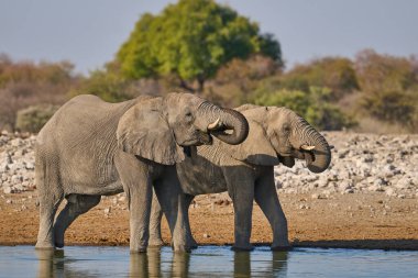 Boğa Afrika fili (Loxodonta africana) Namibya 'daki Etosha Ulusal Parkı' ndaki bir su birikintisinde içiyor.