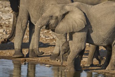 Afrika fili sürüsü (Loxodonta africana) Namibya 'daki Etosha Ulusal Parkı' ndaki bir su birikintisinde içiyor..