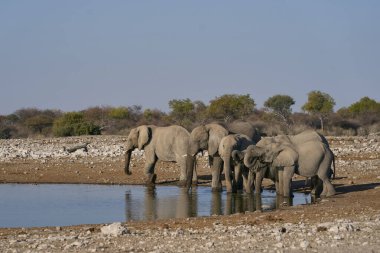 Afrika fili sürüsü (Loxodonta africana) Namibya 'daki Etosha Ulusal Parkı' ndaki bir su birikintisinde içiyor..