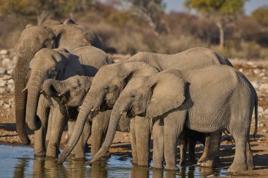 Afrika fili sürüsü (Loxodonta africana) Namibya 'daki Etosha Ulusal Parkı' ndaki bir su birikintisinde içiyor..