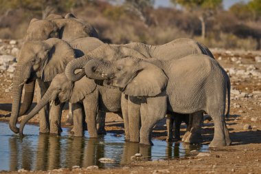 Afrika fili sürüsü (Loxodonta africana) Namibya 'daki Etosha Ulusal Parkı' ndaki bir su birikintisinde içiyor..