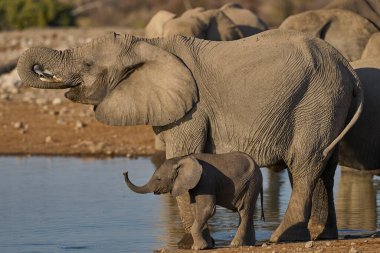 Bebek Afrika fili (Loxodonta africana) Namibya 'daki Etosha Ulusal Parkı' nda bir su birikintisinde