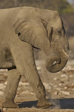 Afrika fili (Loxodonta africana) Namibya 'daki Etosha Ulusal Parkı' ndaki bir su birikintisinde içtikten sonra toz banyosu yapar.