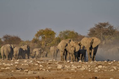 Afrika fili sürüsü (Loxodonta africana) Namibya 'daki Etosha Ulusal Parkı' nda bir su birikintisine yaklaşıyor.