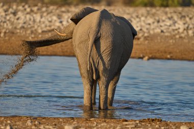 Afrika fili (Loxodonta africana) Namibya 'daki Etosha Ulusal Parkı' nda bir su birikintisinde