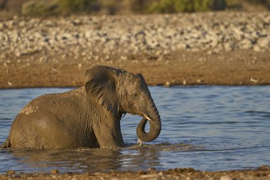 Genç Afrika fili (Loxodonta africana) bir su birikintisinde duruyor ve Namibya 'daki Etosha Ulusal Parkı' nda içiyor..