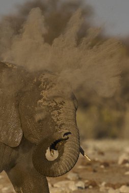 Afrika fili (Loxodonta africana) Namibya 'daki Etosha Ulusal Parkı' ndaki bir su birikintisinde içtikten sonra toz banyosu yapar.
