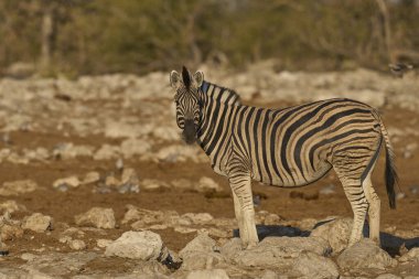 Burchell 'in zebrası (Equus quagga burchellii) Etosha Ulusal Parkı, Namibya' da bir su birikintisinde