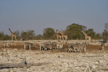 Burchell 'in zebrası (Equus quagga burchellii) ve zürafası Namibya' daki Etosha Ulusal Parkı 'ndaki bir su birikintisinde içiyorlar.