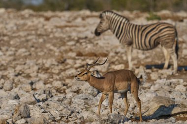 Siyah yüzlü erkek Impala (Aepyceros melampus petersi), Namibya 'daki Etosha Ulusal Parkı' ndaki bir su birikintisinde yıllık monotonluk döneminde sergileniyor..