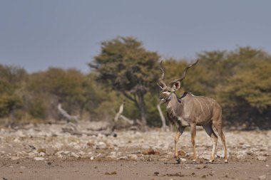 Büyük Kudu (Tragelaphus strepsiceros) Etosha Ulusal Parkı, Namibya 'da bir su birikintisinde