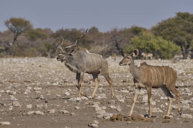 Büyük Kudu (Tragelaphus strepsiceros) Etosha Ulusal Parkı, Namibya 'da bir su birikintisinde