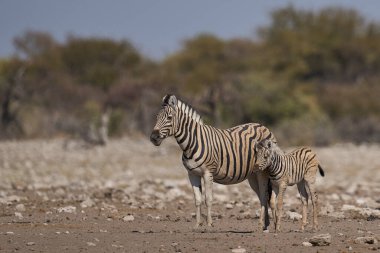 Burchell 'in zebrası (Equus quagga burchellii) ve yavrusu Namibya' daki Etosha Ulusal Parkı 'nda bir su birikintisinde.