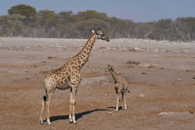 Yetişkin Zürafa (Giraffa camelopardalis) ve gençler Etosha Ulusal Parkı, Namibya 'da bir su birikintisinde