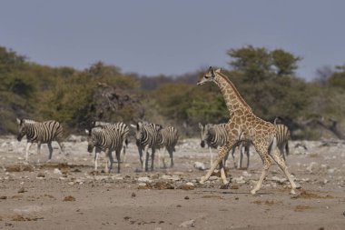 Burchell 'in zebrası (Equus quagga burchellii) ve genç zürafası Etosha Ulusal Parkı, Namibya' da bir su birikintisinde
