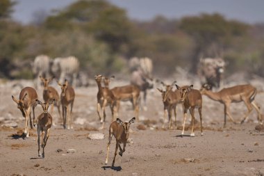 Siyah yüzlü Impala (Aepyceros melampus petersi), Namibya 'daki Etosha Ulusal Parkı' nda bir su birikintisine yaklaşıyor. 