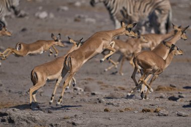 Siyah yüzlü Impala (Aepyceros melampus petersi), Namibya 'daki Etosha Ulusal Parkı' ndaki bir su birikintisinde ürktükten sonra sıçrıyor. 